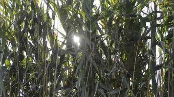 Soleil derrière le herbe video