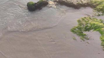 tramonto su caraibico mare e spiaggia video