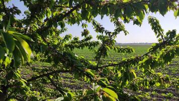 branches de une arbre dans le italien campagne 2 video