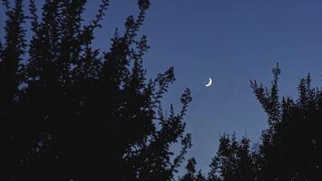 noite lua silueta árvores video