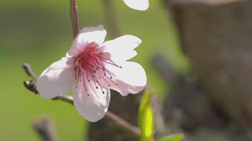 makro detalj av en persika blomma video