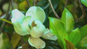 magnólia flor detalhe 3 video