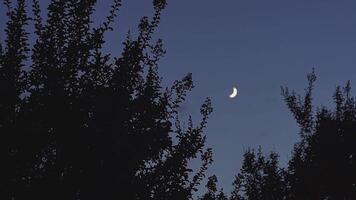 Night moon silouette trees 2 video