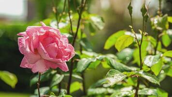 Rose plant detail video