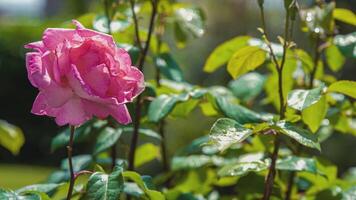 rosa plantar detalhe 2 video