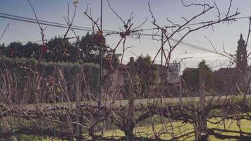 Bare winter vineyard video