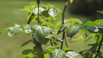 Rosa planta detalle 4 4 video