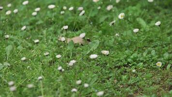 Spring meadow detail video