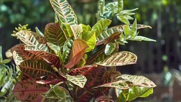 Ornamental tropical plant with broad leaves illuminated by the sun and moved by the wind video