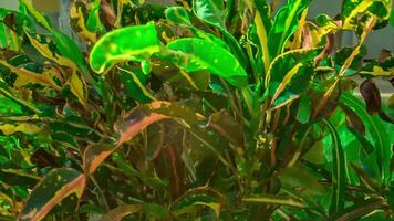 Detail of some leaves of a tropical plant moved by the wind video