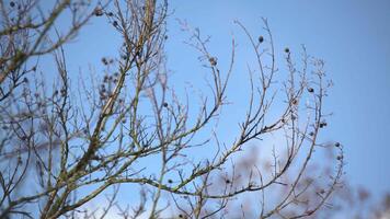 Bare branches and blue sky video