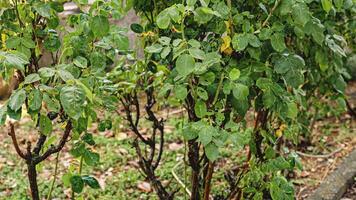 Water the garden with a water jet video