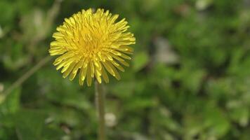 taraxacum fleur dans printemps 9 video