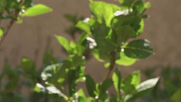 hortensia blad detail video