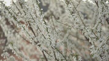 flores brancas na primavera video