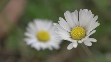 Marguerite fleur dans printemps 13 video