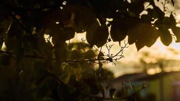 Herbst Laub beim Sonnenuntergang 2 video