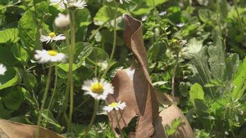 Gänseblümchen Blume im Frühling 14 video