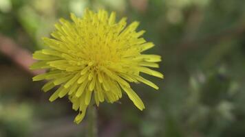 taraxacum fleur dans printemps dix video