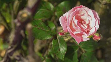 rosa fiore dettaglio 3 video