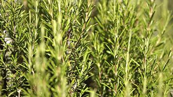 Rosemary plant detail video