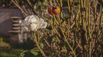 rosa fiore pianta 2 video