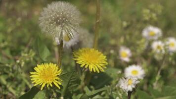 tarassaco fiore nel primavera 12 video