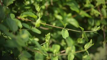 Detail of the movement of the leaves with the wind video