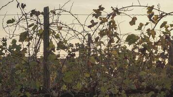 Vineyard silouette at sunset video