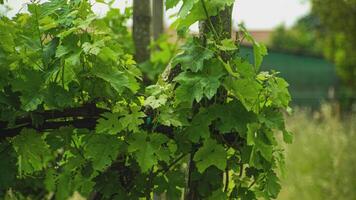 Vineyard detail in spring 2 video