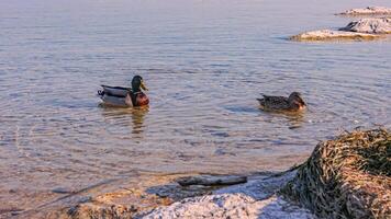 Ducks Swimming in Crystal Clear Lake Water video