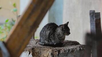 gato refugios desde el lluvia video