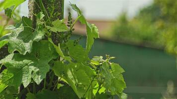 Weinberg Detail im Frühling video