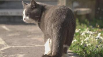 gato caminando en jardín video