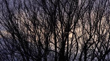 Bare branches at sunset video