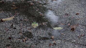 regen druppels Aan de asfalt video