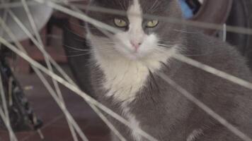 grå katt porträtt mellan objekt 2 video