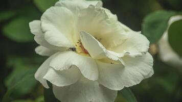 rosa flor naturaleza video