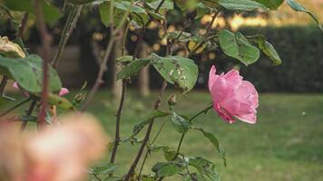 rosa fiore pianta 5 video