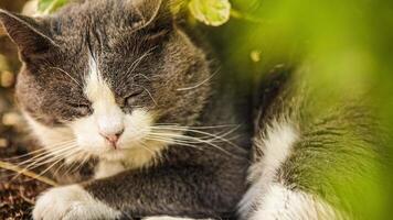 Cute domestic cat outdoor portrait video