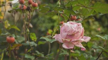 Rose fleur plante 6 video