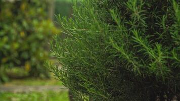 Rosemary plant detail video