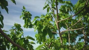 Fig leaves detail video