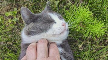 verwennen de kat video