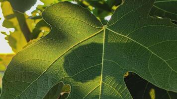 Fig leave detail video