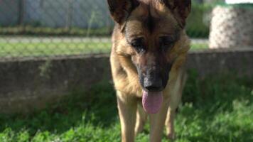 cachorro com língua de fora video