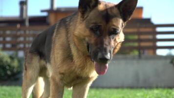 hund biter och förstör en boll 4 video