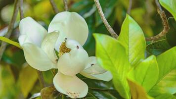 magnolia fiore dettaglio 4 video