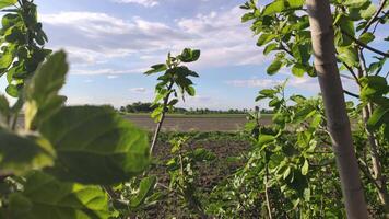 campagna panorama nel primavera 3 video