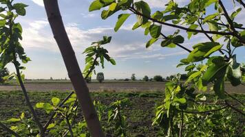 platteland panorama in voorjaar 4 video